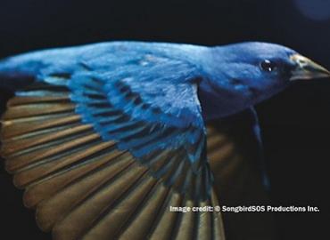 The Messenger documentary